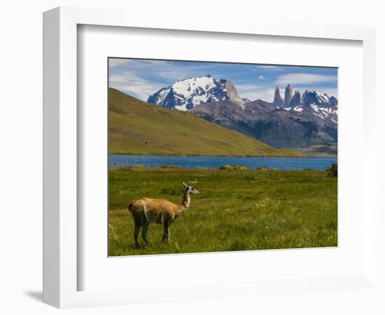 Guanaco (Lama Guanicoe), Torres Del Paine National Park, Patagonia, Chile, South America-Michael Runkel-Framed Photographic Print