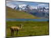 Guanaco (Lama Guanicoe), Torres Del Paine National Park, Patagonia, Chile, South America-Michael Runkel-Mounted Photographic Print