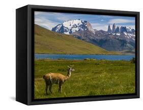 Guanaco (Lama Guanicoe), Torres Del Paine National Park, Patagonia, Chile, South America-Michael Runkel-Framed Stretched Canvas