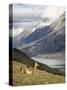 Guanaco (Lama Guanicoe) with Mountains and Lago Nordenskjsld in Background, Chile, South America-James Hager-Stretched Canvas