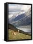 Guanaco (Lama Guanicoe) with Mountains and Lago Nordenskjsld in Background, Chile, South America-James Hager-Framed Stretched Canvas