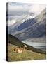 Guanaco (Lama Guanicoe) with Mountains and Lago Nordenskjsld in Background, Chile, South America-James Hager-Stretched Canvas