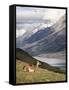 Guanaco (Lama Guanicoe) with Mountains and Lago Nordenskjsld in Background, Chile, South America-James Hager-Framed Stretched Canvas