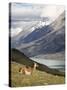 Guanaco (Lama Guanicoe) with Mountains and Lago Nordenskjsld in Background, Chile, South America-James Hager-Stretched Canvas