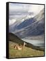 Guanaco (Lama Guanicoe) with Mountains and Lago Nordenskjsld in Background, Chile, South America-James Hager-Framed Stretched Canvas