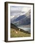 Guanaco (Lama Guanicoe) with Mountains and Lago Nordenskjsld in Background, Chile, South America-James Hager-Framed Photographic Print