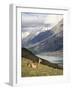 Guanaco (Lama Guanicoe) with Mountains and Lago Nordenskjsld in Background, Chile, South America-James Hager-Framed Photographic Print