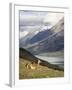 Guanaco (Lama Guanicoe) with Mountains and Lago Nordenskjsld in Background, Chile, South America-James Hager-Framed Photographic Print