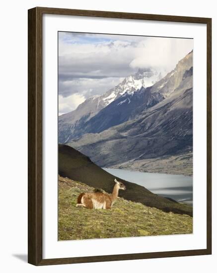 Guanaco (Lama Guanicoe) with Mountains and Lago Nordenskjsld in Background, Chile, South America-James Hager-Framed Photographic Print