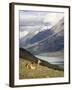 Guanaco (Lama Guanicoe) with Mountains and Lago Nordenskjsld in Background, Chile, South America-James Hager-Framed Photographic Print