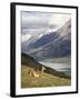 Guanaco (Lama Guanicoe) with Mountains and Lago Nordenskjsld in Background, Chile, South America-James Hager-Framed Photographic Print