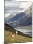 Guanaco (Lama Guanicoe) with Mountains and Lago Nordenskjsld in Background, Chile, South America-James Hager-Mounted Photographic Print
