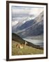 Guanaco (Lama Guanicoe) with Mountains and Lago Nordenskjsld in Background, Chile, South America-James Hager-Framed Photographic Print