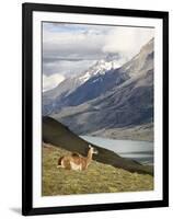 Guanaco (Lama Guanicoe) with Mountains and Lago Nordenskjsld in Background, Chile, South America-James Hager-Framed Photographic Print