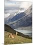 Guanaco (Lama Guanicoe) with Mountains and Lago Nordenskjsld in Background, Chile, South America-James Hager-Mounted Photographic Print