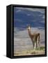 Guanaco (Lama Guanicse) Standing on a Ridge, Torres Del Paine, Patagonia, Chile, South America-James Hager-Framed Stretched Canvas