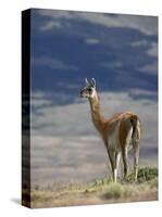 Guanaco (Lama Guanicse) Standing on a Ridge, Torres Del Paine, Patagonia, Chile, South America-James Hager-Stretched Canvas