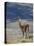 Guanaco (Lama Guanicse) Standing on a Ridge, Torres Del Paine, Patagonia, Chile, South America-James Hager-Stretched Canvas