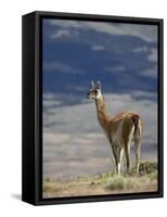 Guanaco (Lama Guanicse) Standing on a Ridge, Torres Del Paine, Patagonia, Chile, South America-James Hager-Framed Stretched Canvas