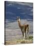 Guanaco (Lama Guanicse) Standing on a Ridge, Torres Del Paine, Patagonia, Chile, South America-James Hager-Stretched Canvas