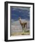 Guanaco (Lama Guanicse) Standing on a Ridge, Torres Del Paine, Patagonia, Chile, South America-James Hager-Framed Photographic Print