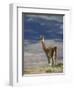 Guanaco (Lama Guanicse) Standing on a Ridge, Torres Del Paine, Patagonia, Chile, South America-James Hager-Framed Photographic Print