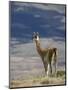 Guanaco (Lama Guanicse) Standing on a Ridge, Torres Del Paine, Patagonia, Chile, South America-James Hager-Mounted Photographic Print