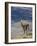 Guanaco (Lama Guanicse) Standing on a Ridge, Torres Del Paine, Patagonia, Chile, South America-James Hager-Framed Photographic Print