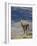 Guanaco (Lama Guanicse) Standing on a Ridge, Torres Del Paine, Patagonia, Chile, South America-James Hager-Framed Photographic Print