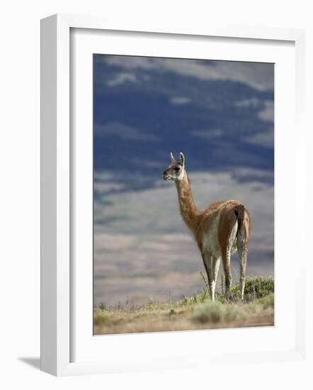 Guanaco (Lama Guanicse) Standing on a Ridge, Torres Del Paine, Patagonia, Chile, South America-James Hager-Framed Photographic Print