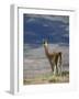 Guanaco (Lama Guanicse) Standing on a Ridge, Torres Del Paine, Patagonia, Chile, South America-James Hager-Framed Photographic Print