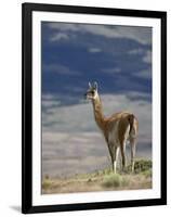 Guanaco (Lama Guanicse) Standing on a Ridge, Torres Del Paine, Patagonia, Chile, South America-James Hager-Framed Photographic Print