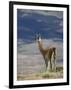 Guanaco (Lama Guanicse) Standing on a Ridge, Torres Del Paine, Patagonia, Chile, South America-James Hager-Framed Photographic Print