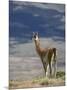 Guanaco (Lama Guanicse) Standing on a Ridge, Torres Del Paine, Patagonia, Chile, South America-James Hager-Mounted Photographic Print