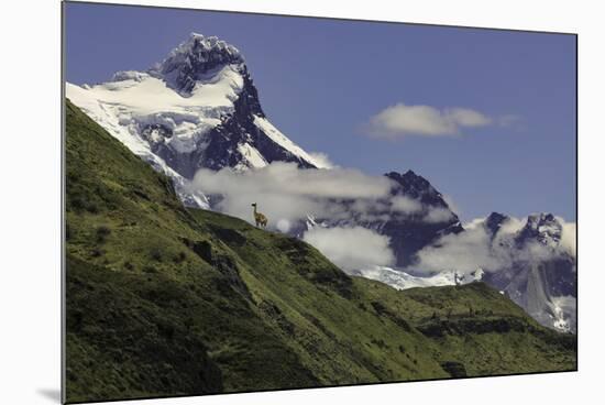 Guanaco on steep slope, Torres del Paine National Park, Chile, Patagonia, Patagonia-Adam Jones-Mounted Premium Photographic Print