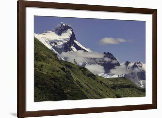 Guanaco on steep slope, Torres del Paine National Park, Chile, Patagonia, Patagonia-Adam Jones-Framed Photographic Print