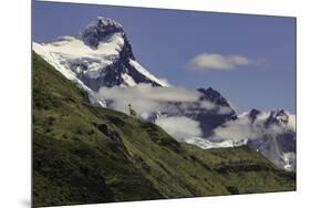 Guanaco on steep slope, Torres del Paine National Park, Chile, Patagonia, Patagonia-Adam Jones-Mounted Photographic Print