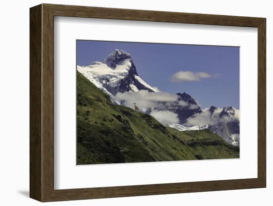 Guanaco on steep slope, Torres del Paine National Park, Chile, Patagonia, Patagonia-Adam Jones-Framed Photographic Print