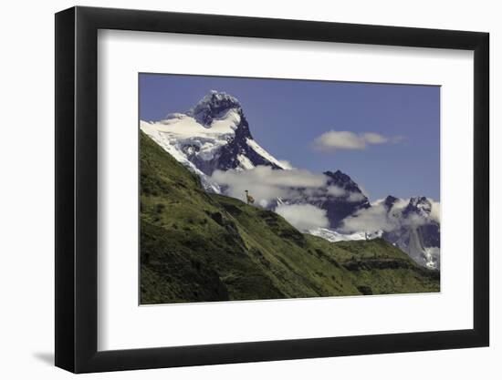 Guanaco on steep slope, Torres del Paine National Park, Chile, Patagonia, Patagonia-Adam Jones-Framed Photographic Print