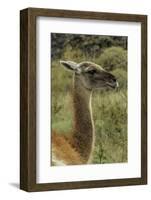 Guanaco portrait, Torres del Paine National Park, Chile, Patagonia-Adam Jones-Framed Photographic Print