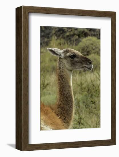 Guanaco portrait, Torres del Paine National Park, Chile, Patagonia-Adam Jones-Framed Photographic Print