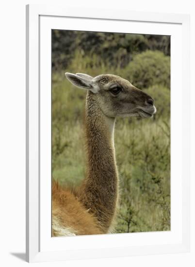 Guanaco portrait, Torres del Paine National Park, Chile, Patagonia-Adam Jones-Framed Photographic Print