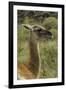 Guanaco portrait, Torres del Paine National Park, Chile, Patagonia-Adam Jones-Framed Photographic Print