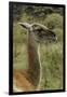 Guanaco portrait, Torres del Paine National Park, Chile, Patagonia-Adam Jones-Framed Photographic Print