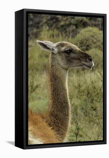 Guanaco portrait, Torres del Paine National Park, Chile, Patagonia-Adam Jones-Framed Stretched Canvas