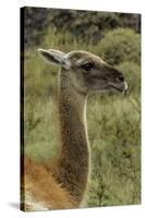 Guanaco portrait, Torres del Paine National Park, Chile, Patagonia-Adam Jones-Stretched Canvas