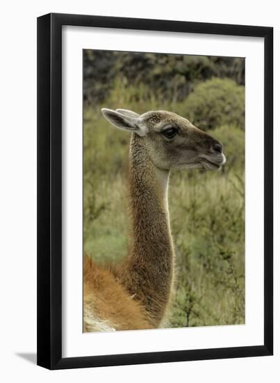 Guanaco portrait, Torres del Paine National Park, Chile, Patagonia-Adam Jones-Framed Photographic Print