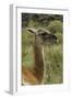 Guanaco portrait, Torres del Paine National Park, Chile, Patagonia-Adam Jones-Framed Photographic Print