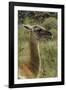 Guanaco portrait, Torres del Paine National Park, Chile, Patagonia-Adam Jones-Framed Photographic Print