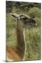 Guanaco portrait, Torres del Paine National Park, Chile, Patagonia-Adam Jones-Mounted Photographic Print